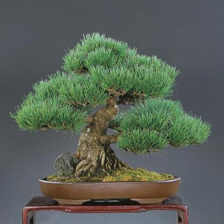 黑松造型盆景图片价格,黑松盆景造型制作视频