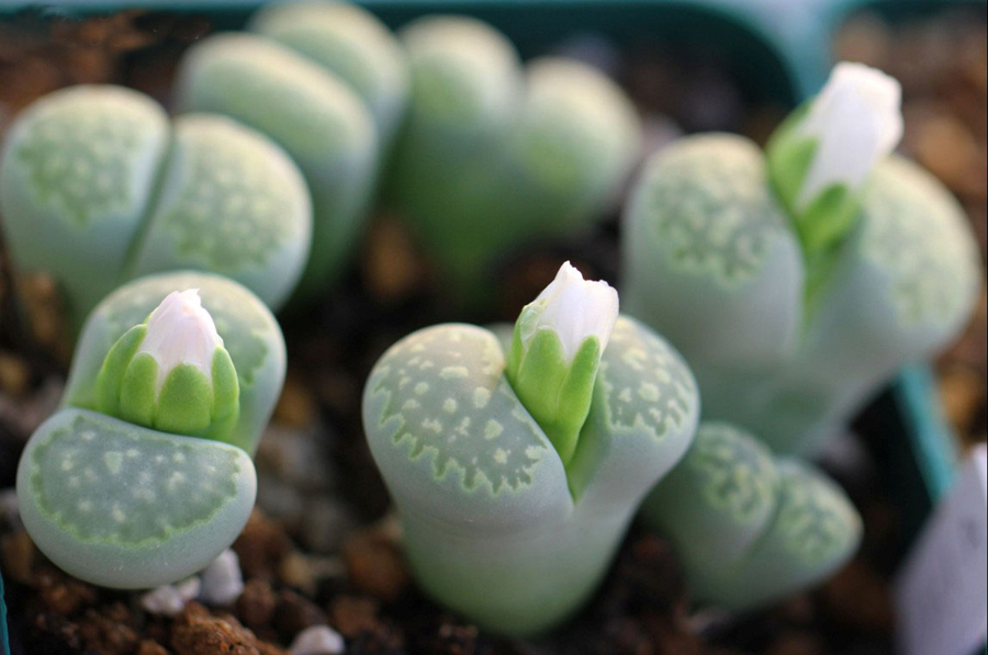 写作命题的技巧和方法,半命题作文题目与写作技巧