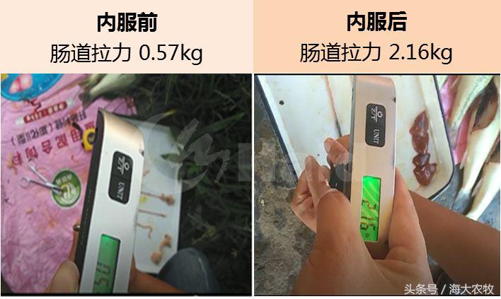 看，这就是别人家的鱼！“红润有光泽”，吃料“梆梆声”！