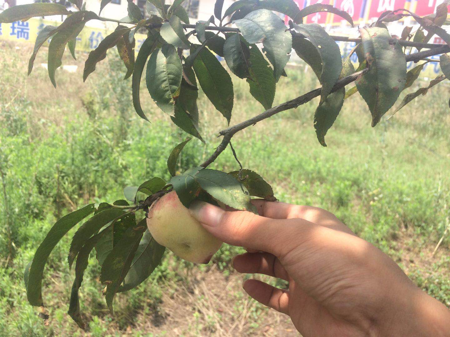 天语sx4还能买吗,天语sx4手动超值版值不值得买