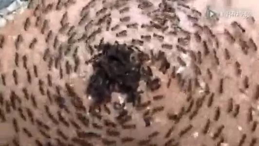 最有意思的行军蚁,行军蚁雄蚁怎么形成的