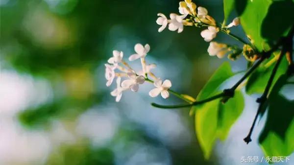 最短的诗八个字,一句诗有八个字的古诗