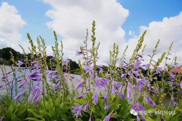 北大荒雷强打猎,北大荒雷强打黑