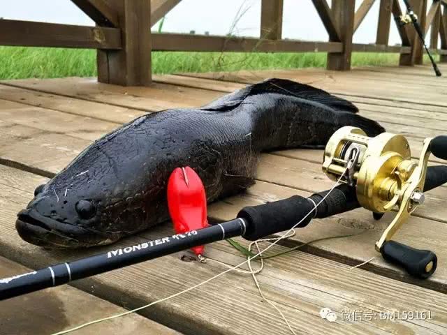 北大荒雷强打猎,北大荒雷强打黑