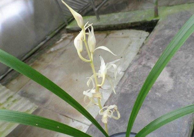 寒兰是十大名贵花吗,什么品种寒兰花香而好养