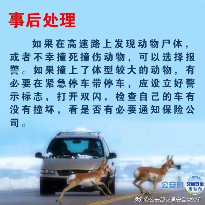 高速知识贴,高速撞死小动物怎么化解