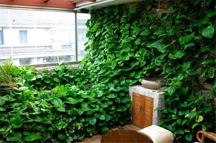 虾缸能养绿萝,养鱼池如何养绿萝