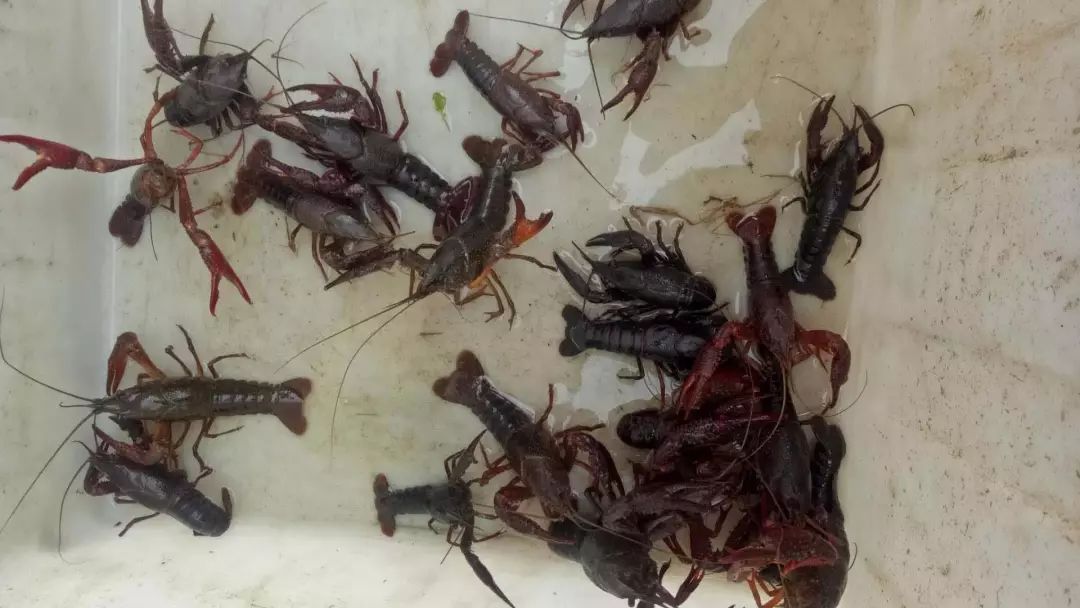 思路决定发展出路的经典案例,小龙虾养殖的风险与前景