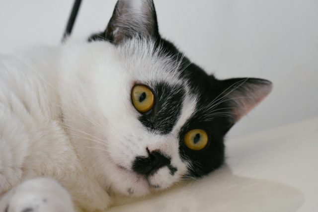 养土猫是不是不着家,我家养的猫为啥不吃自制湿粮