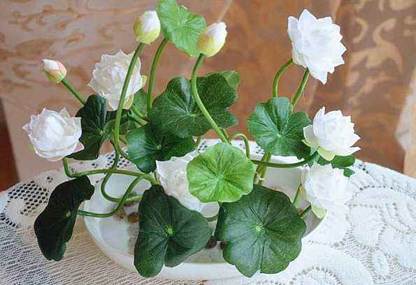 睡莲花盆栽方法,盆栽睡莲怎么养护