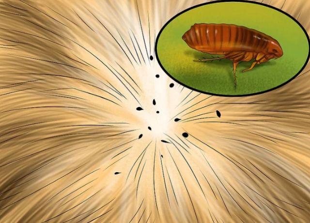 猫体内外驱虫滴剂示范,猫体内外驱虫多少钱