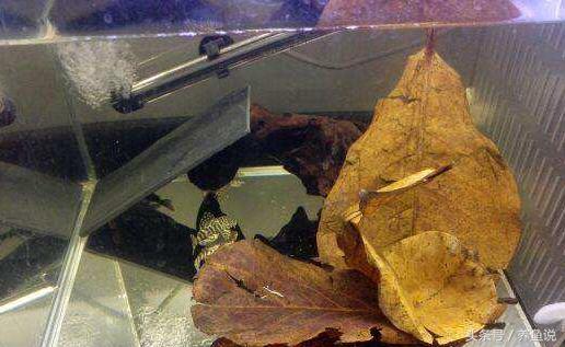 斗鱼怎么养比较容易成活,斗鱼怎么养才养得比较久