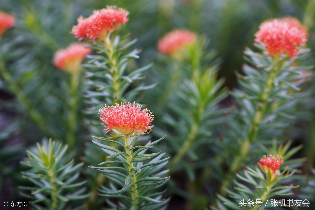 中药药材浪漫的名字,蕴含极致浪漫的中药名字