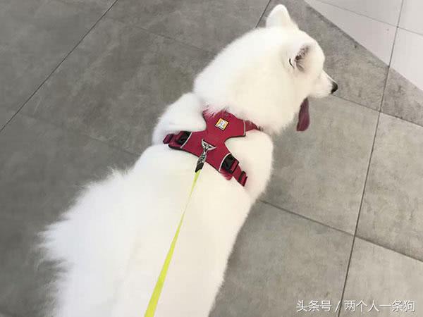 如何训练宠物狗撒手没,宠物狗如何让它不乱叫排便