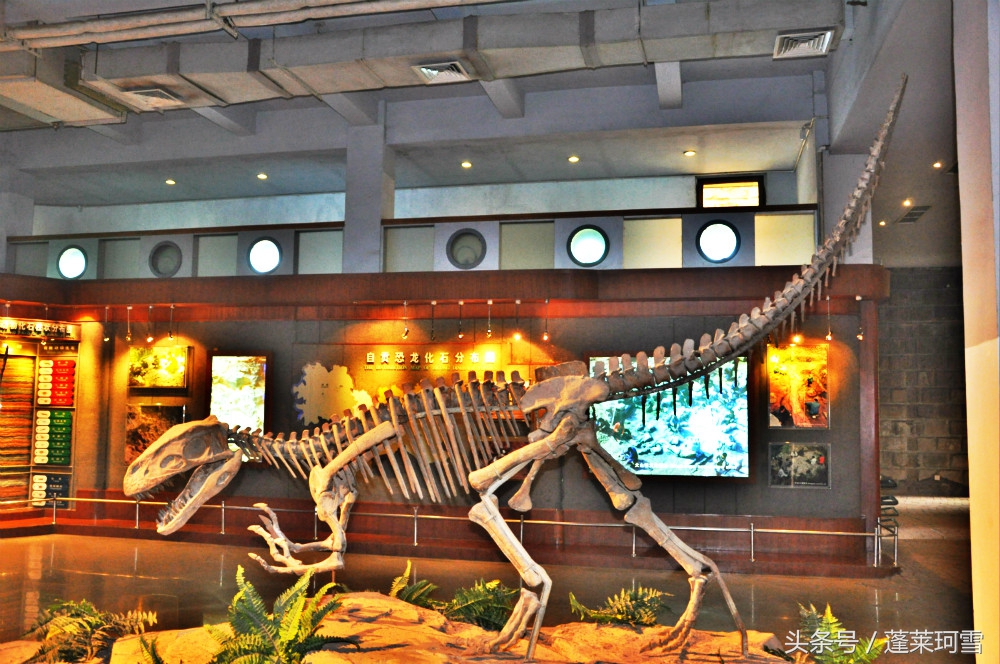 自贡恐龙博物馆展示是真恐龙吗,自贡恐龙博物馆可以现场购票吗