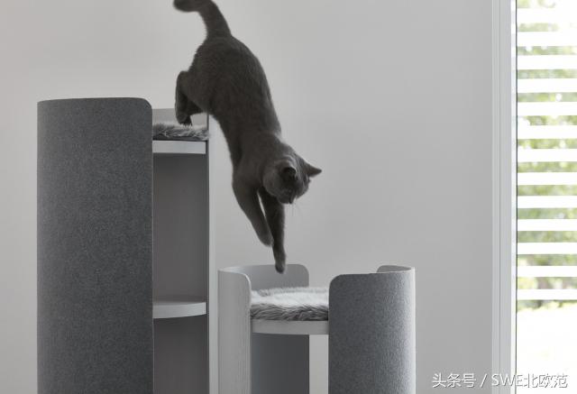 撸猫真的太快乐了,撸猫算是成功了吧