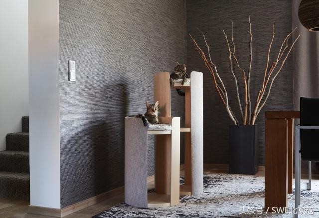 撸猫真的太快乐了,撸猫算是成功了吧