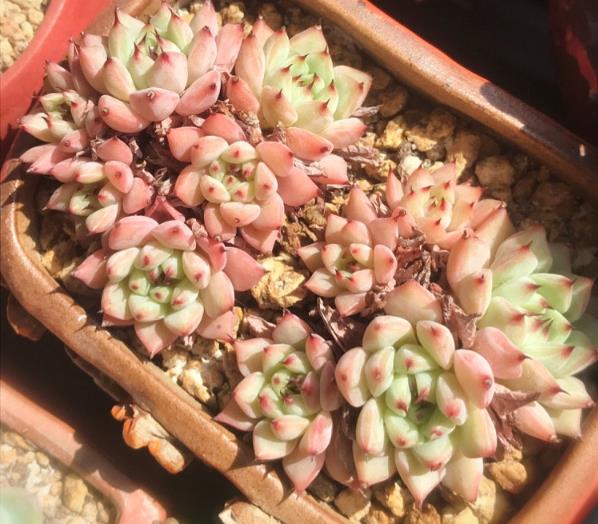 如何预防多肉叶片水化,多肉叶片化水需要及时剪下来么