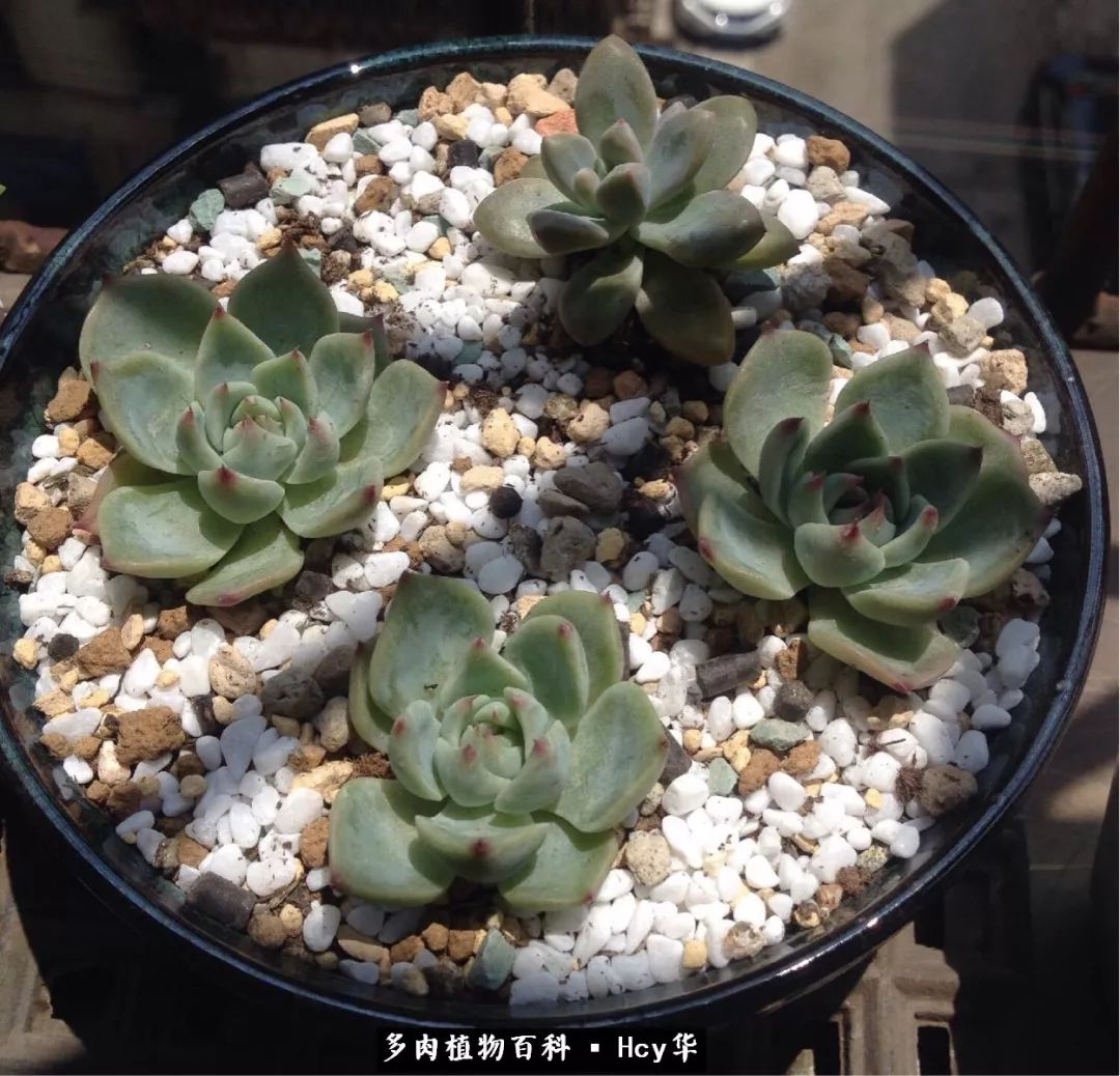 吉娃娃多肉高清图片,吉娃娃图片多肉