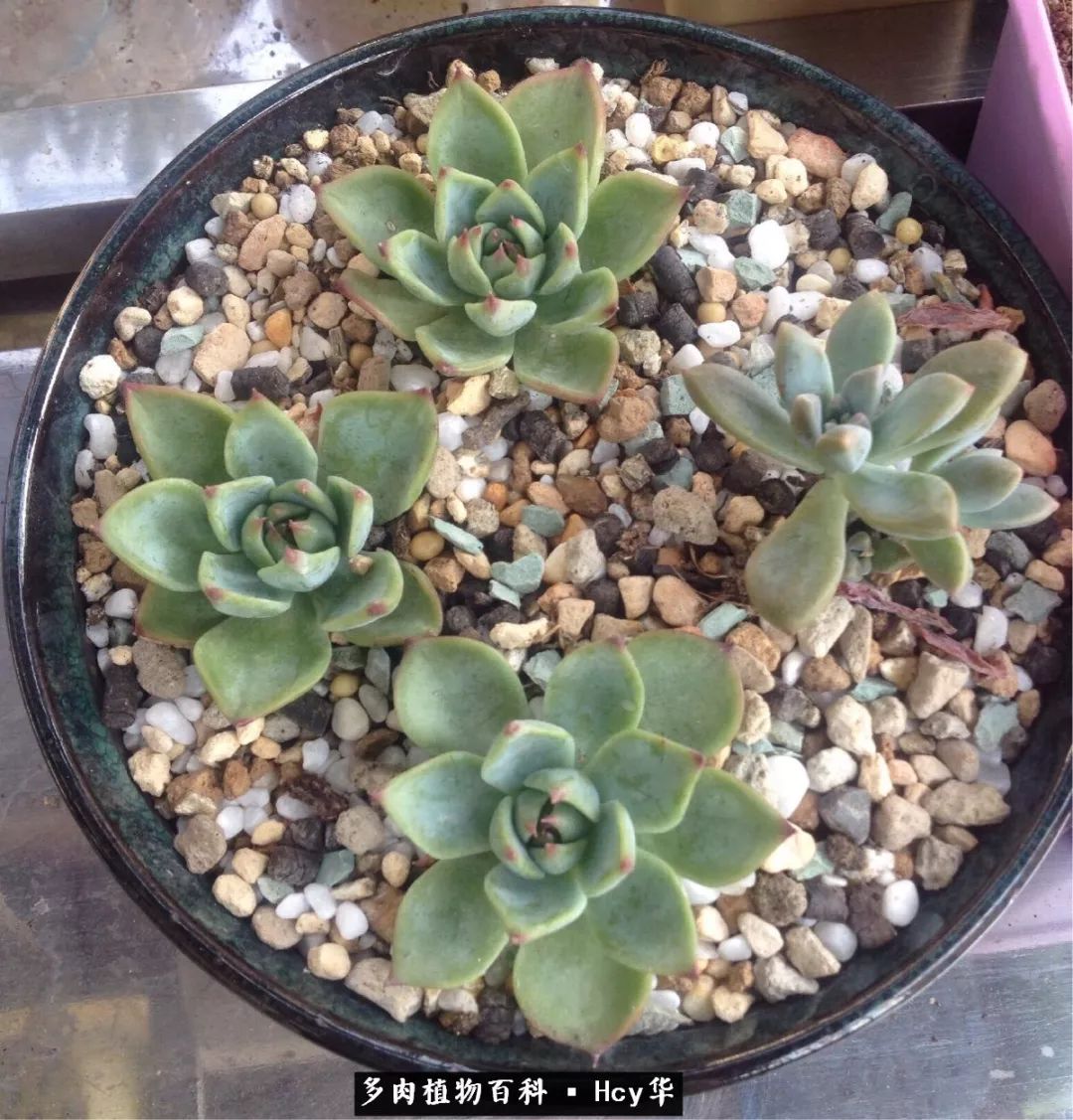 吉娃娃多肉高清图片,吉娃娃图片多肉