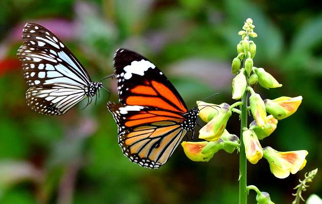 梁祝诞辰50年音乐会视频,梁祝音乐协奏曲