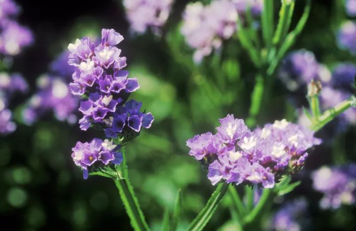 勿忘我花束制作方法超简单,自制勿忘我花束包装教程