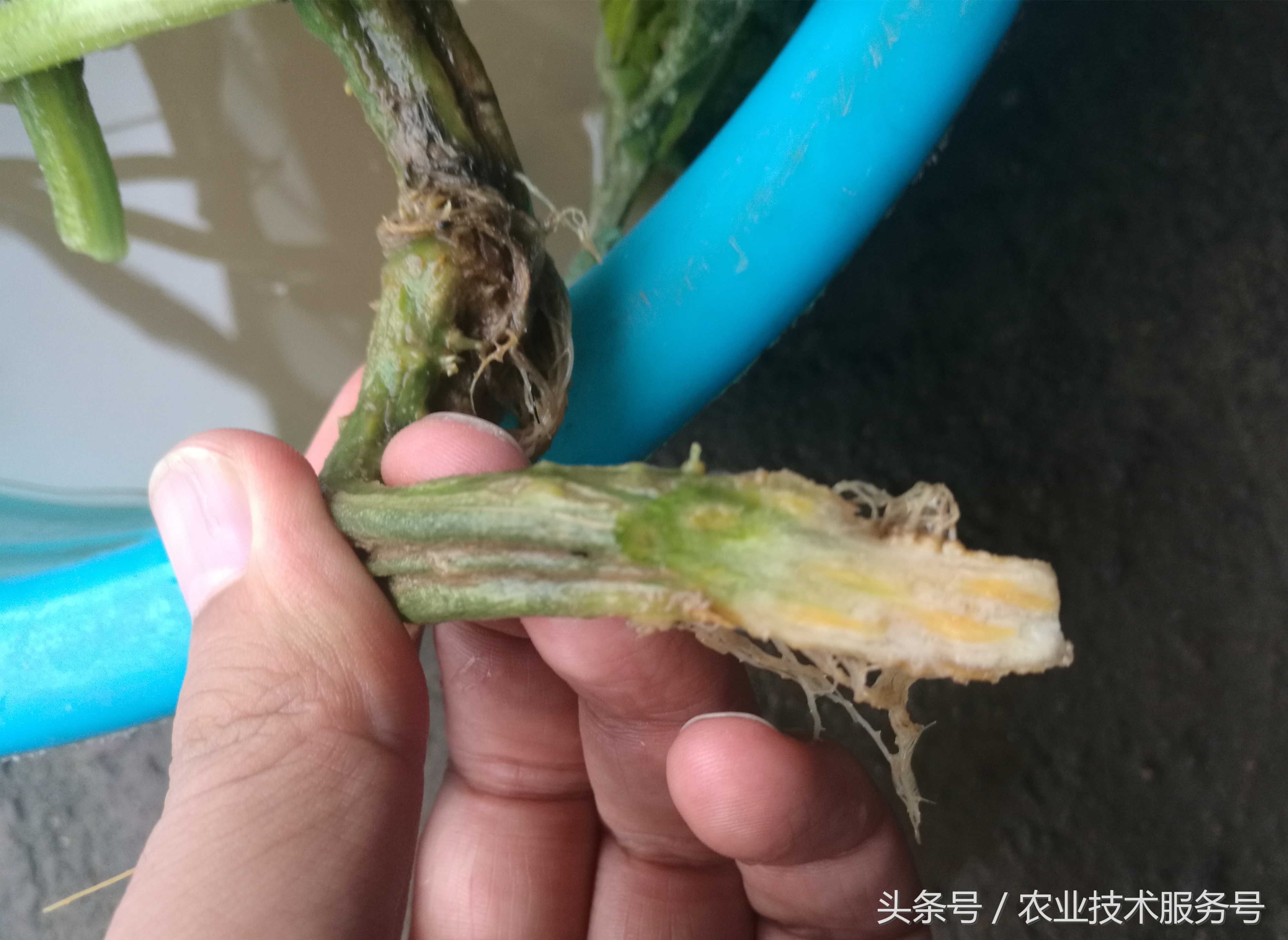 连续下雨黄瓜死苗怎么办,黄瓜遇连阴雨天一直要死秧怎么办