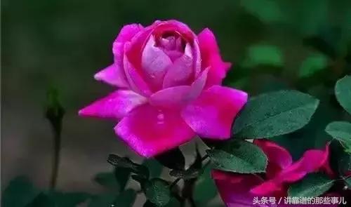 美极了樱花盛开图片,中国各市的市花大全