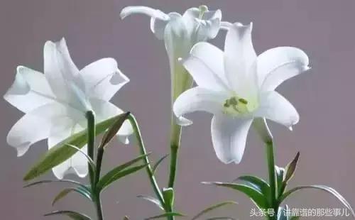 美极了樱花盛开图片,中国各市的市花大全