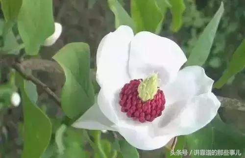美极了樱花盛开图片,中国各市的市花大全