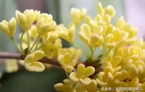 美极了樱花盛开图片,中国各市的市花大全