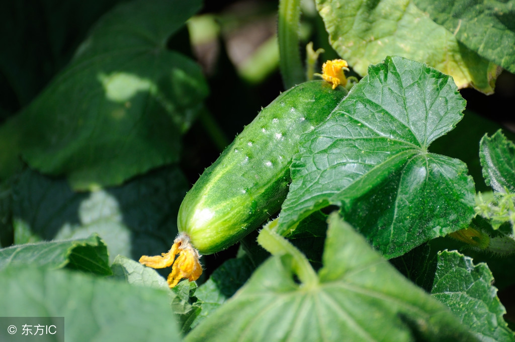 黄瓜叶的药用,黄瓜根的药用价值及功效
