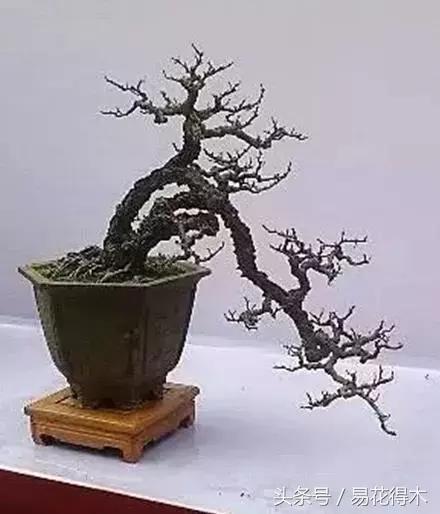 两面针精品盆景欣赏,最美两面针盆景