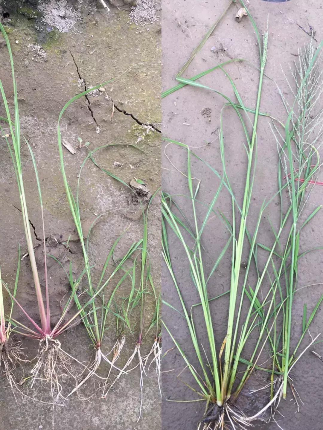 怎样辨别小麦田禾本科杂草,水稻杂草幼苗怎么鉴别