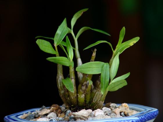 铁皮石斛盆栽的正确种植方法,铁皮石斛的种植方法和养护技术