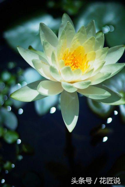 夏水生好物：卧听蝉鸣，暮赏荷花与睡莲