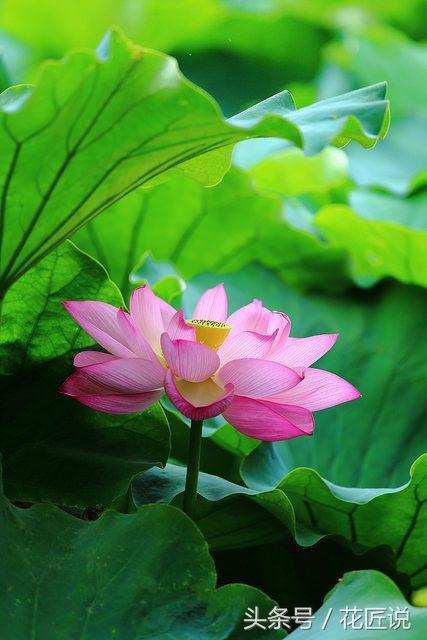 炎炎夏日来赏荷花,夏天听蝉鸣池边赏荷花