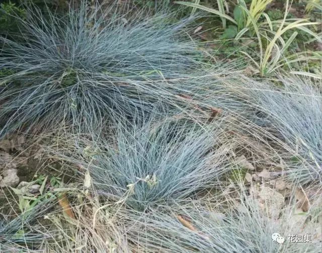 楼顶花园草坪种植方法全过程,花园草坪怎么种植