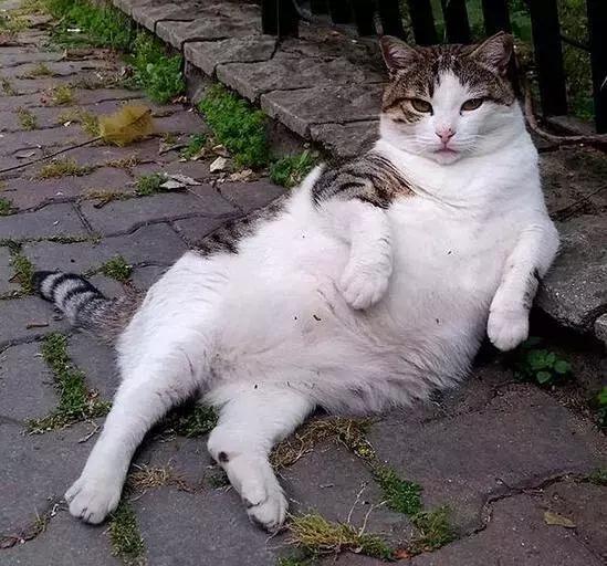 新手养猫需要注意这3点,新手养猫要注意的事项