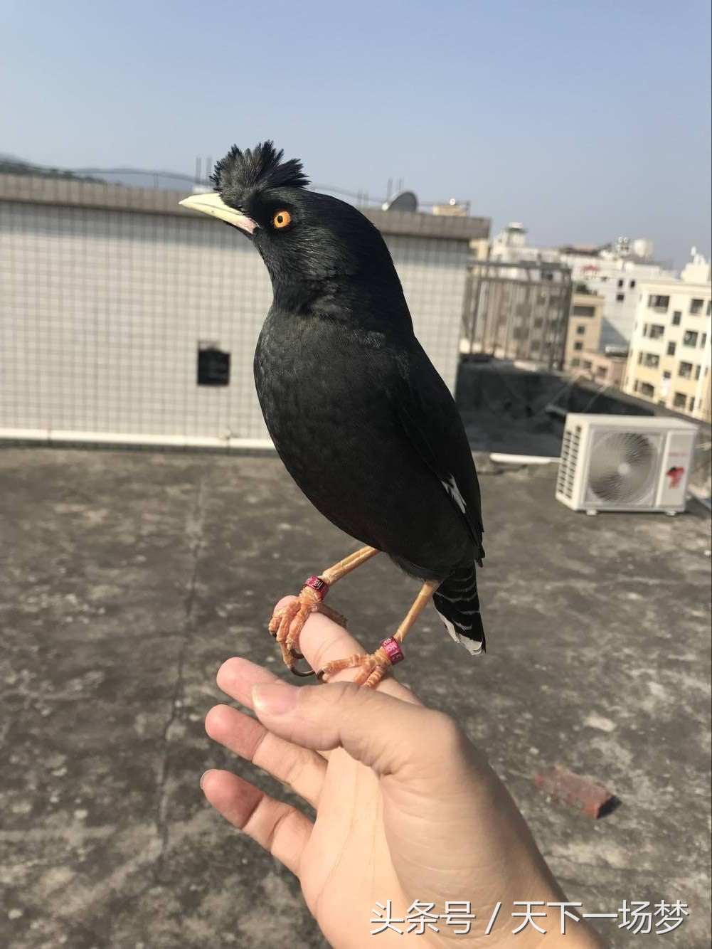 天下一场梦的八哥怎么训,天下一场梦八哥合集