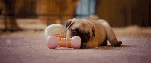 狗狗搞破坏是给主人引起注意吗,怎么阻止狗狗在家搞破坏