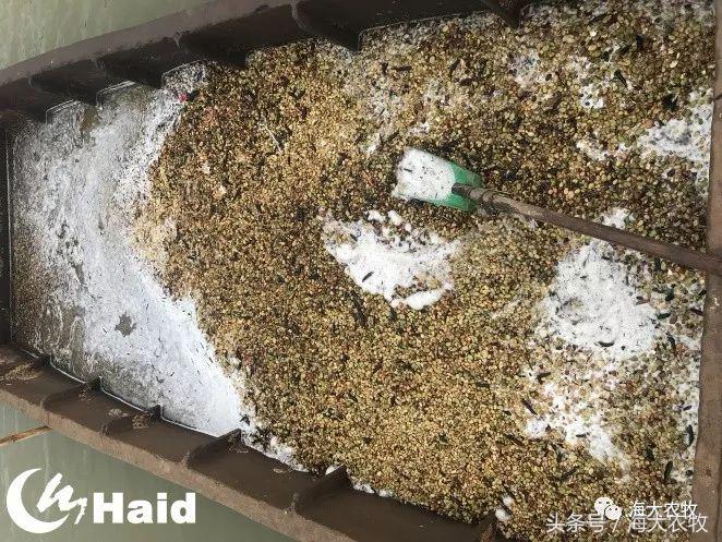 靠吃蚕豆吃出超高鱼价，这条鱼古法养殖名震全国