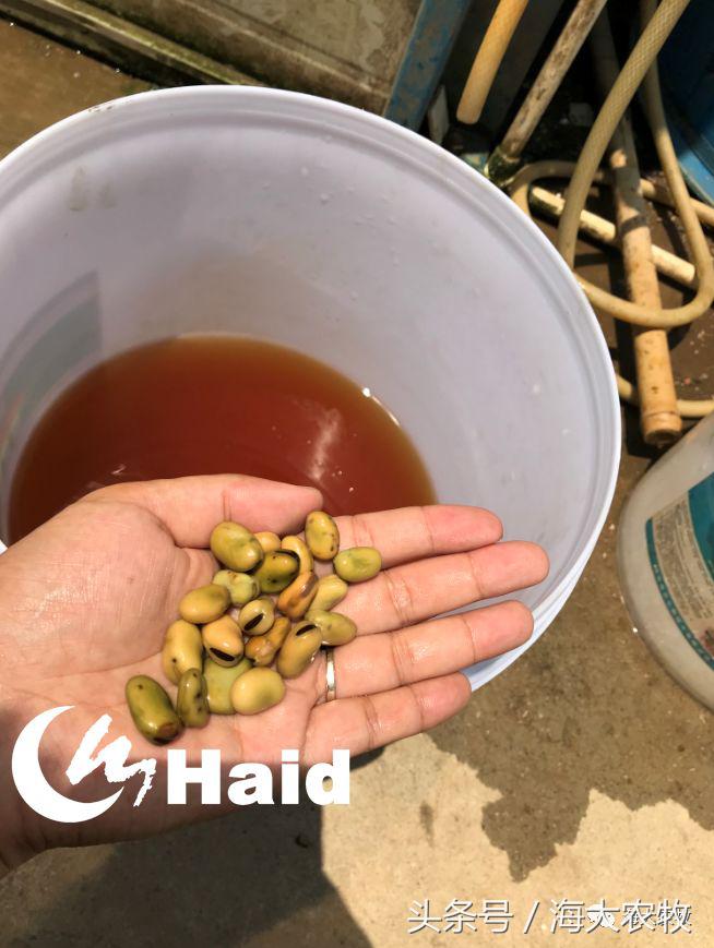 靠吃蚕豆吃出超高鱼价，这条鱼古法养殖名震全国