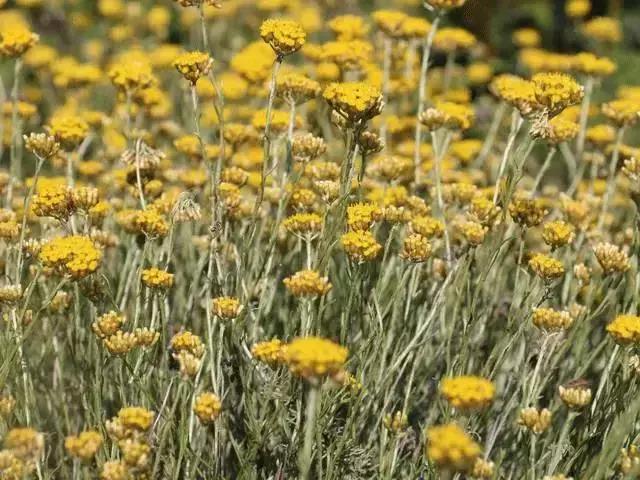 纯露敷脸,纯露敷脸护肤法