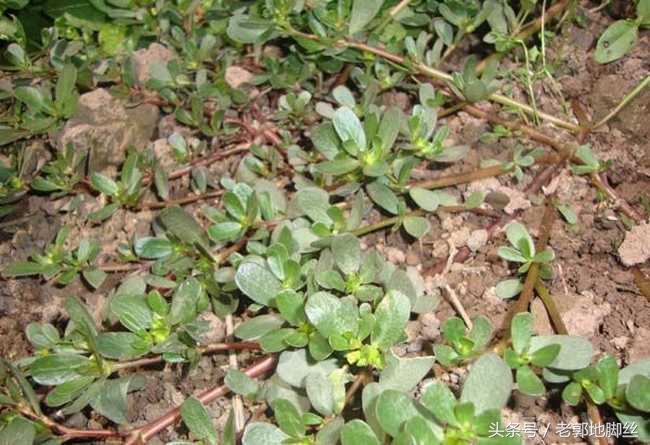 马齿苋确实是神草,救命神草马齿苋