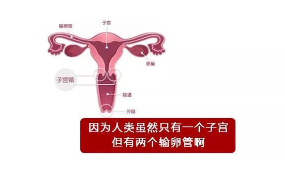 一直以为自己是跑得最快的那颗精子,原来并不是……