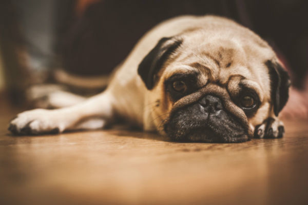 道格队长完整版,道格队长宠物