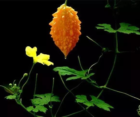 口苦易上火怎么解决,健康口苦