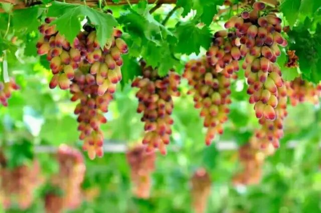 时下最火水果上线，从舌尖到心间的清甜，只等你来丹棱赴这场紫色约会！