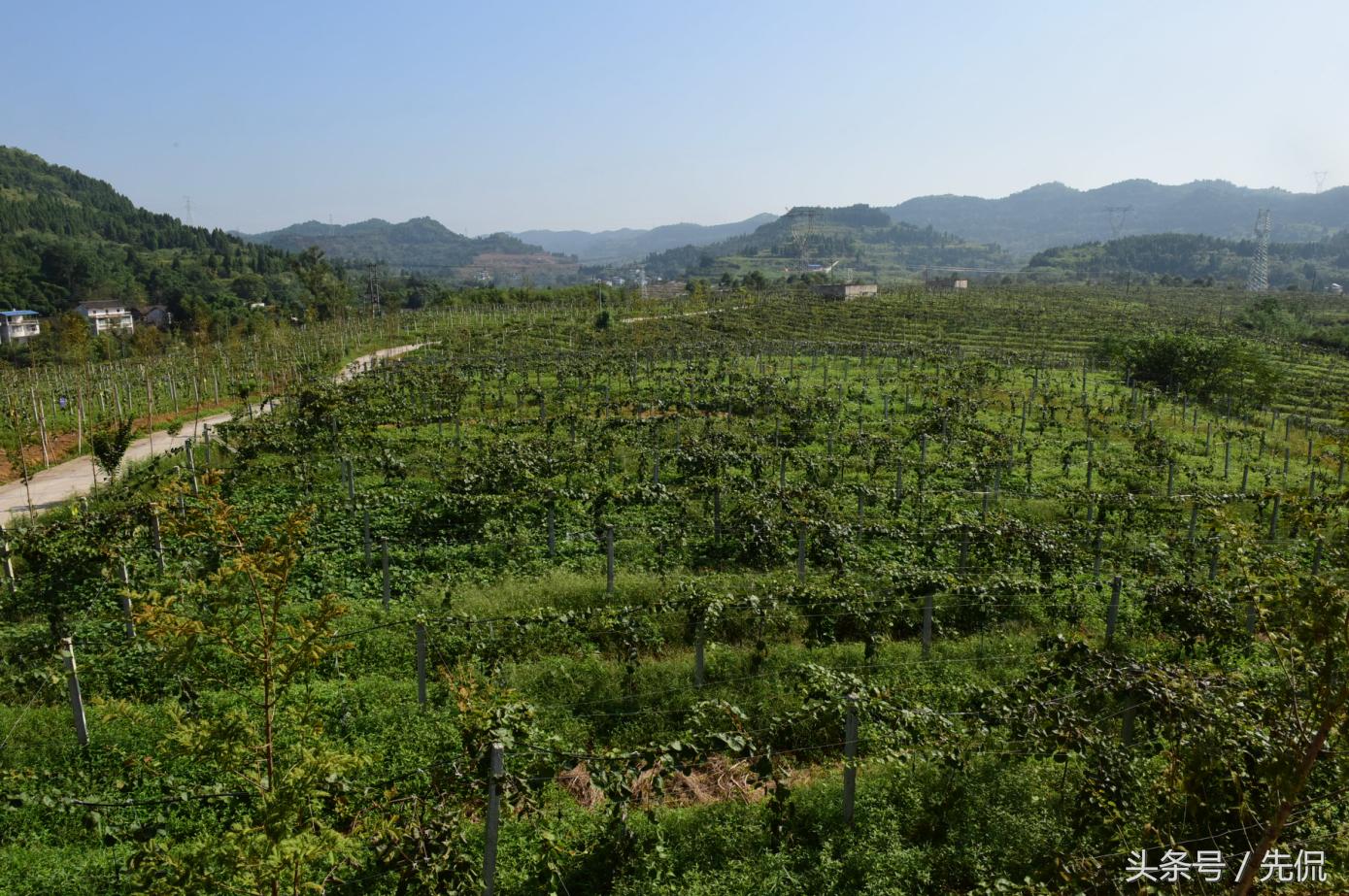 南充顺庆：大林镇产业“梦之队”打好发展“攻势足球”